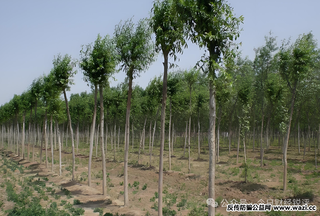 【北京振农资本】爆雷调查：高回报林业投资背后的兑付危机！